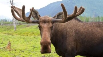 betmoose