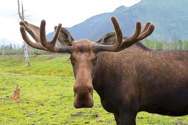 betmoose