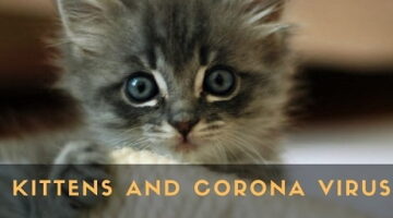 Kittens-and-corona-virus