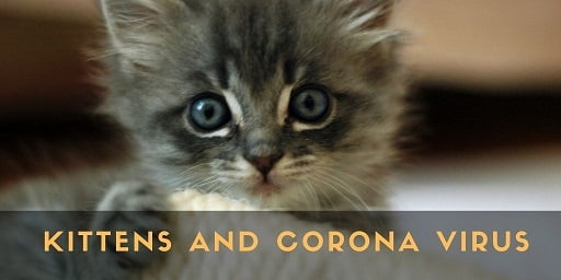 Kittens-and-corona-virus